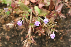Lindernia ciliata